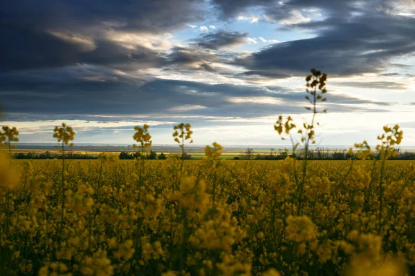 Hermoso Atardecer Sobre Flores Amarillas Campo Colza Brillante Paisaje Primaveral —  Fotos de Stock