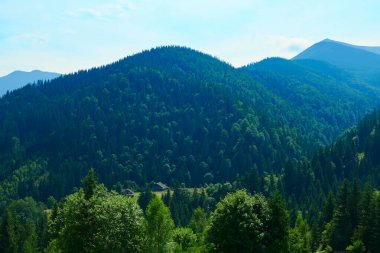 Vahşi doğa, Karpatlar 'daki yaz manzarası, kır çiçekleri ve çayırlar, tepelerdeki yaylalar, güzel bulutlu gökyüzü