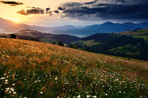 カルパチア山脈の野生の花 黄金の夕日 美しい夏の風景 丘の上のスプルース 暗い曇りの空と明るい日差し — ストック写真