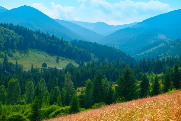 Wilde Natur Sommerlandschaft Den Karpaten Wildblumen Und Wiesen Fichten Auf — Stockfoto