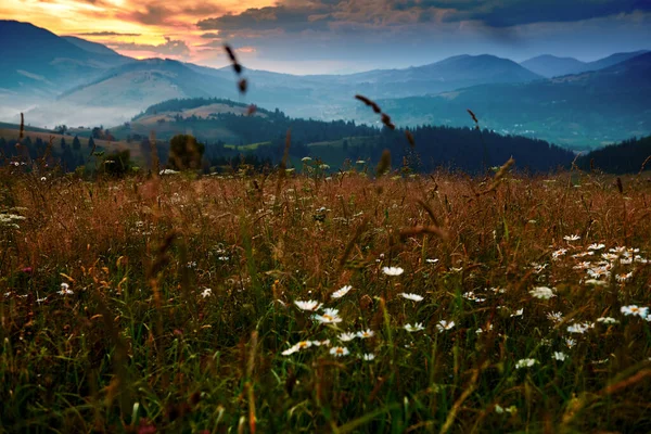カルパチア山脈の美しい夕日 野の花 牧草地 夏の風景 丘の上のスプルース 暗い曇りの空と明るい日差し — ストック写真