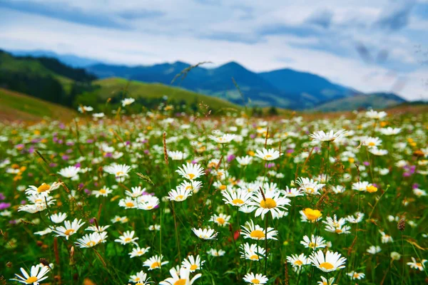 Natur Sommerlandschaft Den Karpaten Wildblumen Und Wiesen Fichten Auf Hügeln — Stockfoto