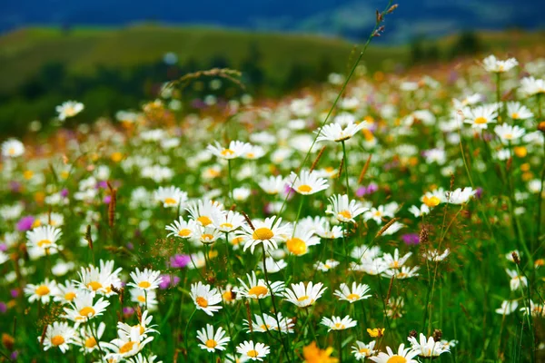 Natureza Paisagem Verão Montanhas Dos Cárpatos Flores Silvestres Prado Abetos — Fotografia de Stock