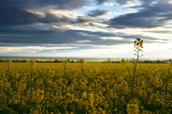 黄色の花の上に美しい夕日菜の花畑明るい春の風景暗い空雲日光 — ストック写真