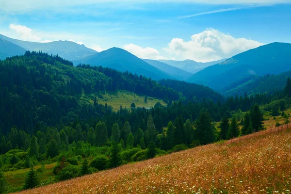 Naturaleza Salvaje Paisaje Verano Las Montañas Los Cárpatos Flores Silvestres — Foto de Stock