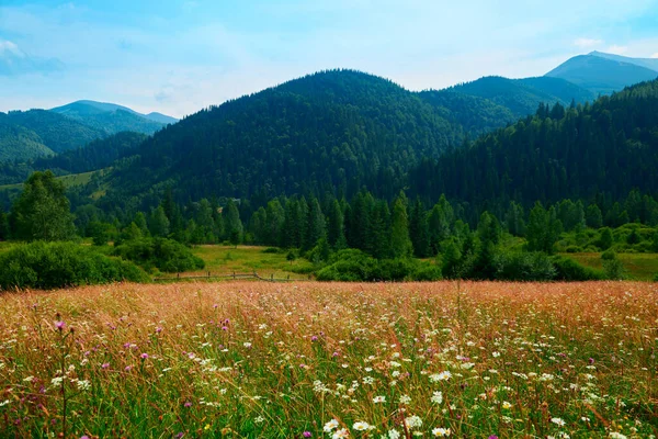 野生の自然 カルパチア山脈の夏の風景 野の花や牧草地 丘の上のトウヒ 美しい曇りの空 — ストック写真