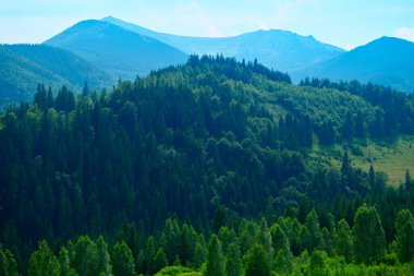 Vahşi doğa, Karpatlar 'daki yaz manzarası, kır çiçekleri ve çayırlar, tepelerdeki yaylalar, güzel bulutlu gökyüzü