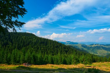 Vahşi doğa, Karpatlar 'daki yaz manzarası, kır çiçekleri ve çayırlar, tepelerdeki yaylalar, güzel bulutlu gökyüzü