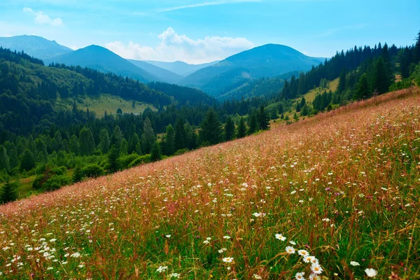 野生の自然 カルパチア山脈の夏の風景 野の花や牧草地 丘の上のトウヒ 美しい曇りの空 — ストック写真