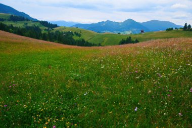 Doğa, Karpat Dağları 'ndaki yaz manzarası, kır çiçekleri ve çayırlar, tepelerdeki yaylalar, güzel bulutlu gökyüzü.