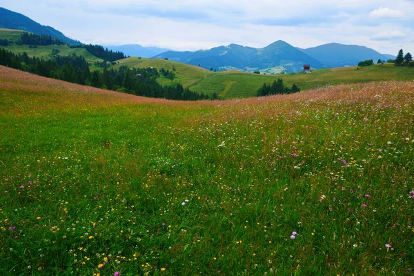 Natur Sommerlandschaft Den Karpaten Wildblumen Und Wiesen Fichten Auf Hügeln — Stockfoto
