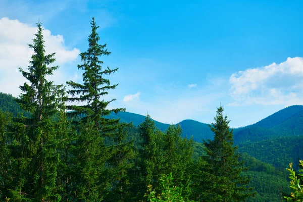 野生大自然 喀尔巴阡山脉的夏季风景 野花和草地 山上的云杉 美丽的云天 — 图库照片