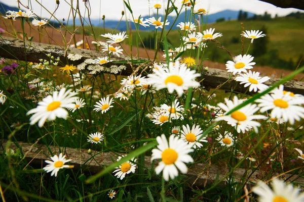 Natur Und Blumen Schöne Wildblumen Holzzaun Entlang Einer Weide Grünen — Stockfoto