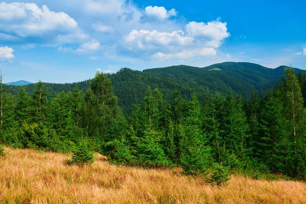 野生大自然 喀尔巴阡山脉的夏季风景 野花和草地 山上的云杉 美丽的云天 — 图库照片