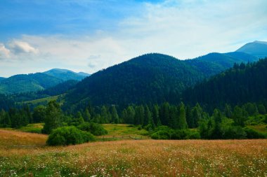 Vahşi doğa, Karpatlar 'daki yaz manzarası, kır çiçekleri ve çayırlar, tepelerdeki yaylalar, güzel bulutlu gökyüzü