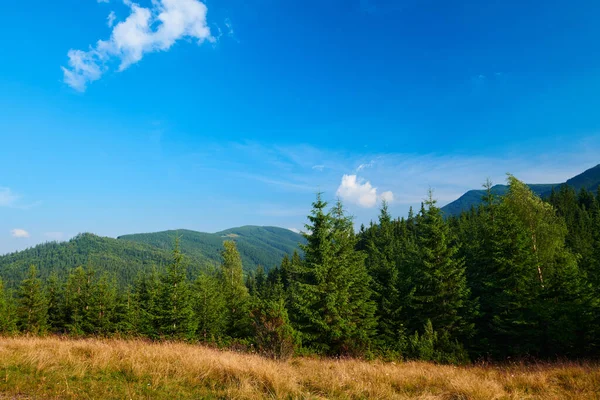 野生大自然 喀尔巴阡山脉的夏季风景 野花和草地 山上的云杉 美丽的云天 — 图库照片
