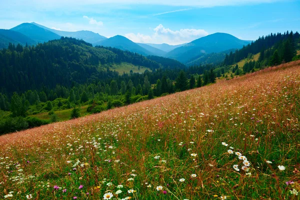 Wilde Natur Sommerlandschaft Den Karpaten Wildblumen Und Wiesen Fichten Auf — Stockfoto