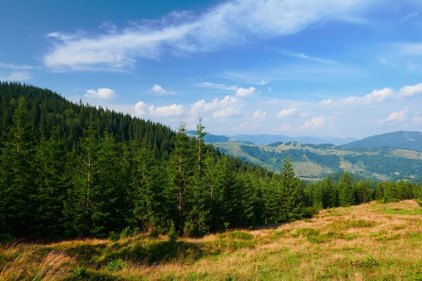 野生大自然 喀尔巴阡山脉的夏季风景 野花和草地 山上的云杉 美丽的云天 — 图库照片