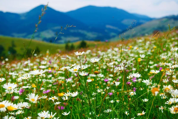 Natur Sommerlandschaft Den Karpaten Wildblumen Und Wiesen Fichten Auf Hügeln — Stockfoto