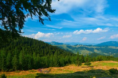 Vahşi doğa, Karpatlar 'daki yaz manzarası, kır çiçekleri ve çayırlar, tepelerdeki yaylalar, güzel bulutlu gökyüzü