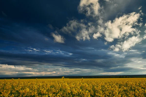 Beautiful Sunset Yellow Flowers Rapeseed Field Bright Springtime Landscape Dark — Stock Photo, Image
