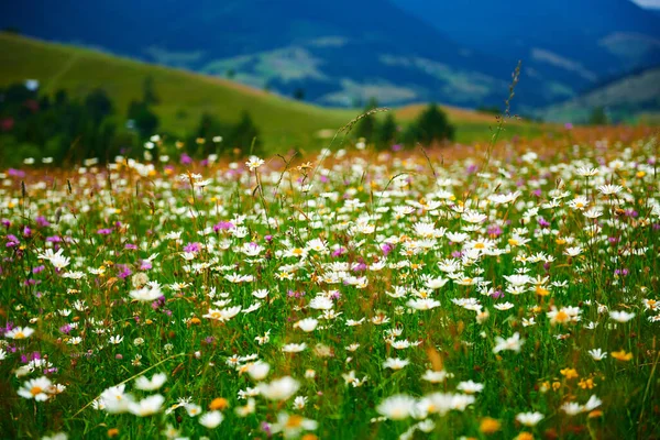 Naturaleza Paisaje Verano Las Montañas Los Cárpatos Flores Silvestres Prados —  Fotos de Stock