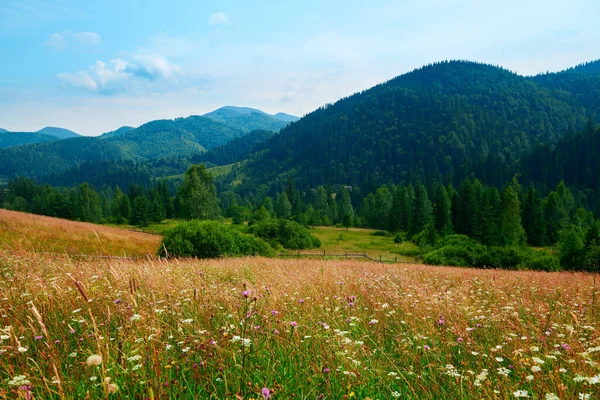 Naturaleza Salvaje Paisaje Verano Las Montañas Los Cárpatos Flores Silvestres —  Fotos de Stock