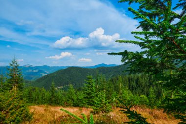 Vahşi doğa, yakın dallar, Karpatlar 'daki yaz manzarası, kır çiçekleri ve çayırlar, tepelerdeki yaylalar, güzel bulutlu gökyüzü