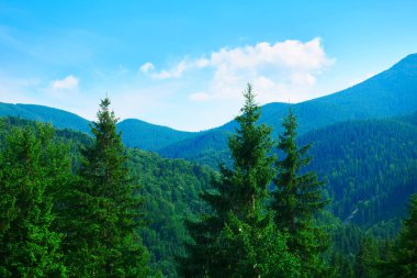 Vahşi doğa, Karpatlar 'daki yaz manzarası, kır çiçekleri ve çayırlar, tepelerdeki yaylalar, güzel bulutlu gökyüzü