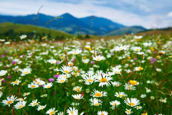 Природа Летний Пейзаж Карпатах Полевые Цветы Луг Ели Холмах Красивое — стоковое фото