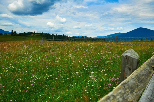 Naturaleza Paisaje Verano Las Montañas Los Cárpatos Cerca Madera Largo — Foto de Stock