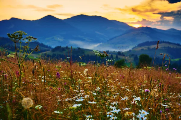 Wildflowers Meadow Beautiful Sunset Carpathian Mountains Summer Landscape Spruces Hills — 스톡 사진