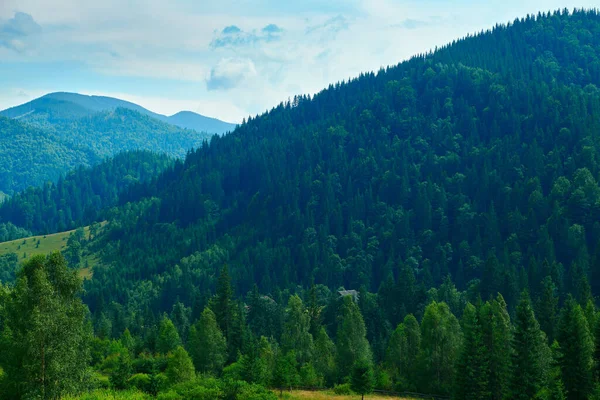 Vahşi doğa, Karpatlar 'daki yaz manzarası, kır çiçekleri ve çayırlar, tepelerdeki yaylalar, güzel bulutlu gökyüzü