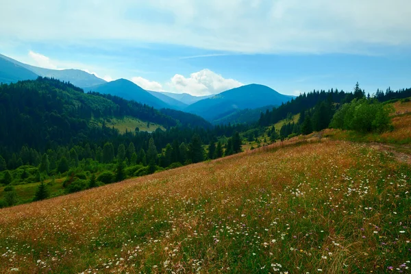 Nature Sauvage Paysage Estival Dans Les Montagnes Des Carpates Fleurs — Photo