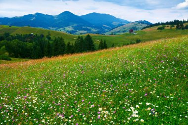 Doğa, Karpat Dağları 'ndaki yaz manzarası, kır çiçekleri ve çayırlar, tepelerdeki yaylalar, güzel bulutlu gökyüzü.
