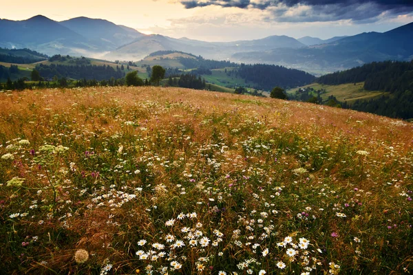 Wilde Bloemen Weide Gouden Zonsondergang Karpaten Bergen Prachtige Zomer Landschap — Stockfoto