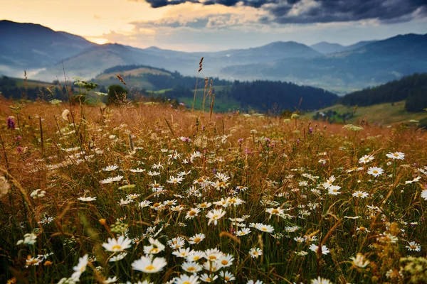 喀尔巴阡山脉中的野花 草地和金色的落日 美丽的夏季风景 山上的云杉 乌云密布的天空和明亮的阳光 — 图库照片