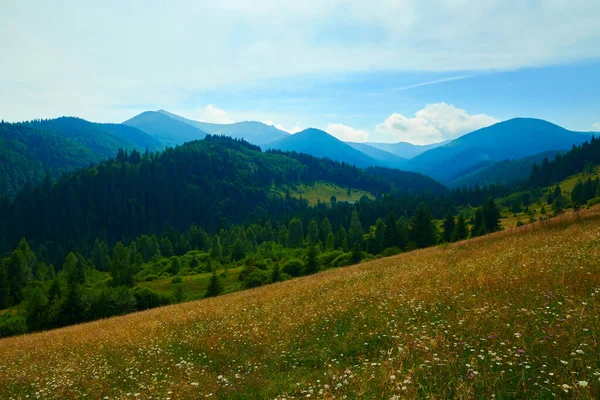 Naturaleza Salvaje Paisaje Verano Las Montañas Los Cárpatos Flores Silvestres — Foto de Stock