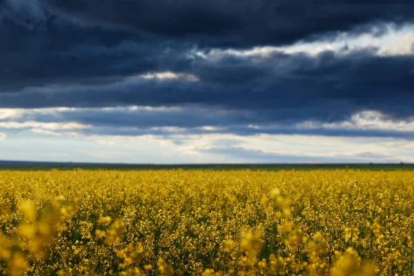 Hermoso Atardecer Sobre Flores Amarillas Campo Colza Brillante Paisaje Primaveral —  Fotos de Stock