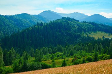 Vahşi doğa, Karpatlar 'daki yaz manzarası, kır çiçekleri ve çayırlar, tepelerdeki yaylalar, güzel bulutlu gökyüzü