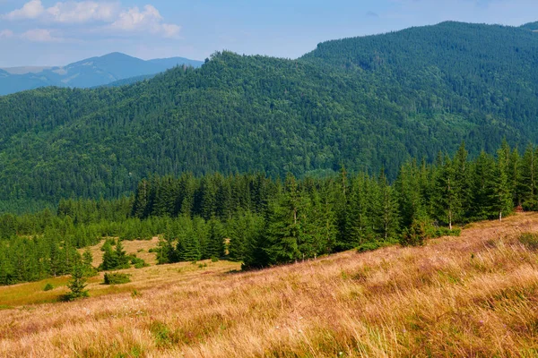 野生大自然 喀尔巴阡山脉的夏季风景 野花和草地 山上的云杉 美丽的云天 — 图库照片