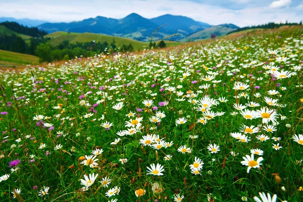 大自然 喀尔巴阡山脉的夏季风景 野花和草地 山上的云杉 美丽的云天 图库图片