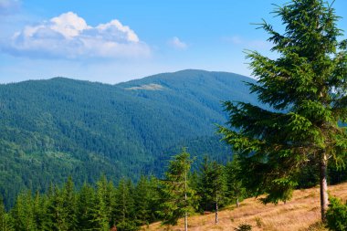 Vahşi doğa, Karpatlar 'daki yaz manzarası, kır çiçekleri ve çayırlar, tepelerdeki yaylalar, güzel bulutlu gökyüzü