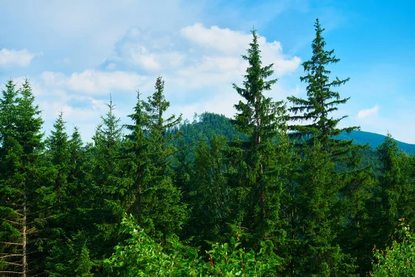 野生大自然 喀尔巴阡山脉的夏季风景 野花和草地 山上的云杉 美丽的云天 — 图库照片