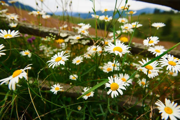 Natur Und Blumen Schöne Wildblumen Holzzaun Entlang Einer Weide Grünen — Stockfoto