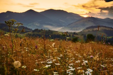 Karpatlar 'da kır çiçekleri, çayırlar ve altın gün batımı - güzel yaz manzarası, tepelerde ışıltılar, karanlık bulutlu gökyüzü ve parlak güneş ışığı