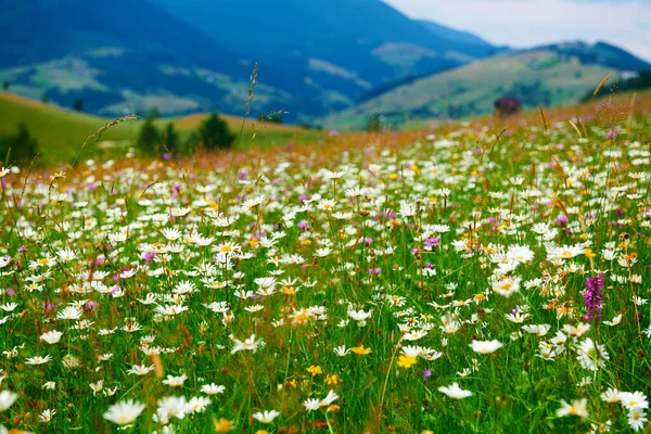 カルパチア山脈の夏の風景 野の花や草原 丘の上のスプルース 美しい曇りの空 — ストック写真