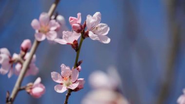 Çiçek açan, ağaçlardaki pembe ve beyaz çiçekler, bahar doğası, güzel arka plan