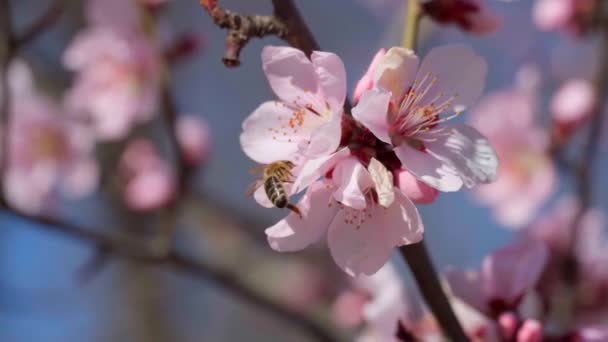 Blommande Rosa Och Vita Blommor Träd Vår Natur Vacker Bakgrund — Stockvideo