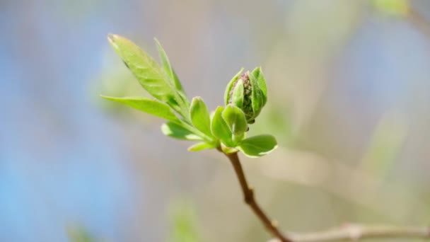 Frühlingsknospen Bäumen Blühende Und Junge Blätter Helle Frühlingslandschaft Schöner Hintergrund — Stockvideo